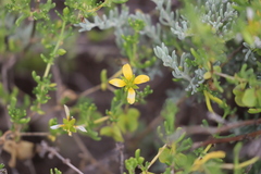 Roepera aurantiaca aurantiaca