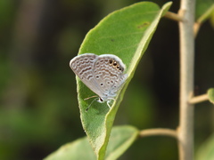 Hemiargus ramon