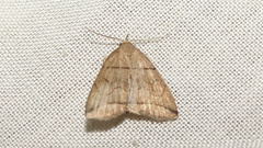 Herminia grisealis