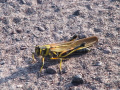 Schistocerca melanocera