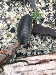 Polyzosteria limbata