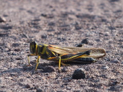 Schistocerca melanocera