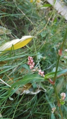 Persicaria maculosa