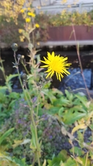 Sonchus arvensis