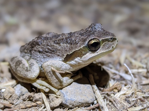 iNaturalist observation photo of Pacific chorus frog