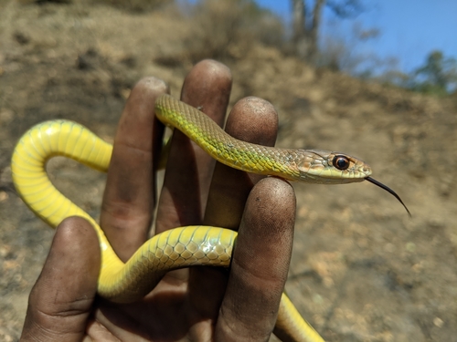 iNaturalist observation photo of Western Yellow-bellied Racer