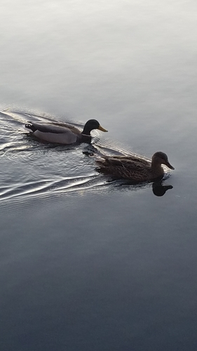 Mallard photographed in Wisconsin