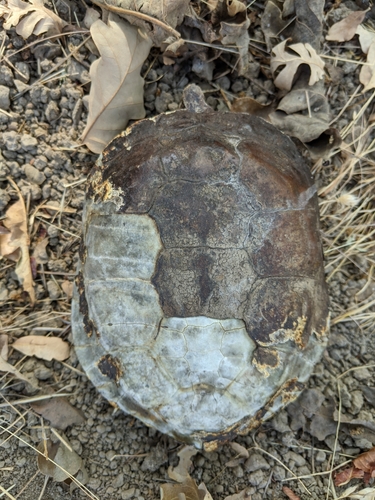 iNaturalist observation photo of Northwestern Pond Turtle