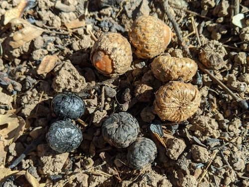 iNaturalist observation photo of California black oak