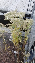 Eupatorium serotinum