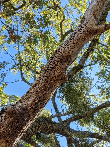 iNaturalist observation photo of Acorn Woodpecker
