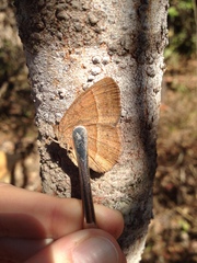 Yphthimoides patricia