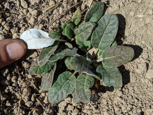 iNaturalist observation photo of Naked Buckwheat