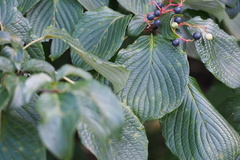 Cornus controversa