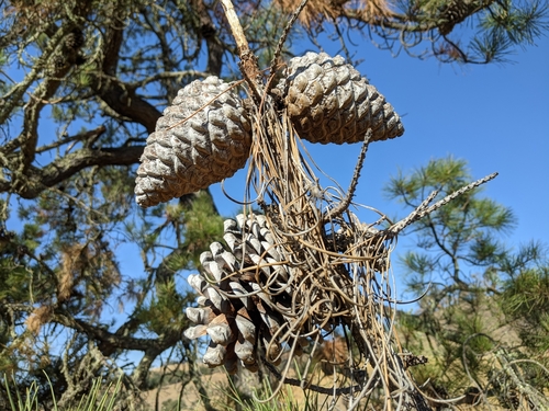 iNaturalist observation photo of Monterey pine