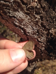 Paryphthimoides poltys