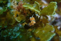 Apata pricei