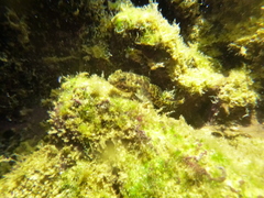 Bathygobius lineatus