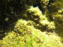 Bathygobius lineatus