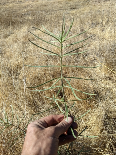 iNaturalist observation photo of narrowleaf milkweed