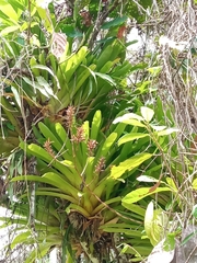 Aechmea mexicana