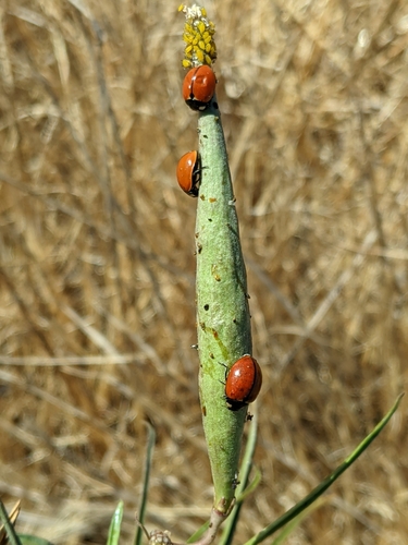 iNaturalist observation photo of California Lady Beetle