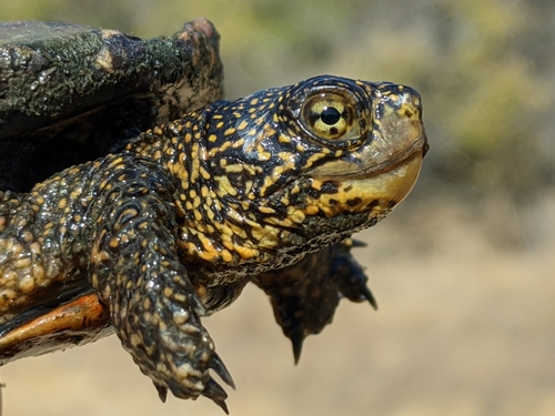 iNaturalist observation photo of Northwestern Pond Turtle