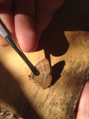 Yphthimoides patricia