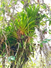 Tillandsia complanata