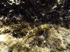 Bathygobius lineatus