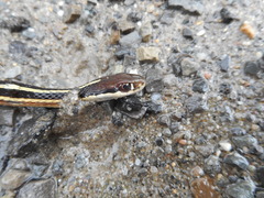 Thamnophis saurita septentrionalis