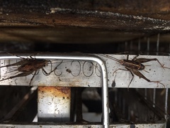 Pleioplectron hudsoni