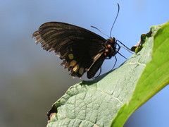 Parides erithalion trichopus