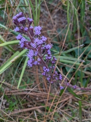 Liatrinae
