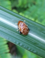 Asiophrida scaphoides