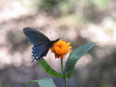 Parides alopius