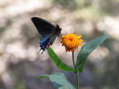 Parides alopius