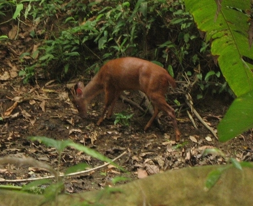 Central American Red Brocket