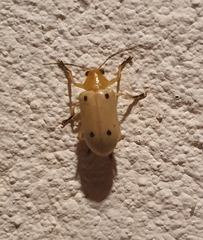 Metaxyonycha tetrasticta