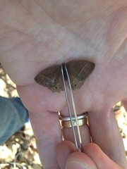 Yphthimoides patricia