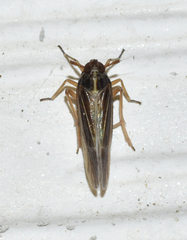 Tarophagus colocasiae