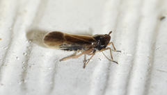 Tarophagus colocasiae