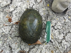 Kinosterninae