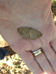 Yphthimoides patricia