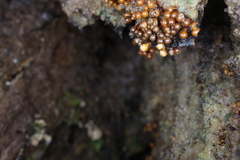 Hemitrichia clavata