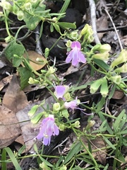 Dicerandra immaculata