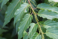 Stachyurus praecox