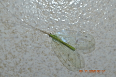 Apochrysa evanida