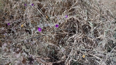 Mirabilis viscosa