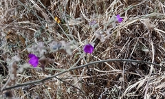 Mirabilis viscosa